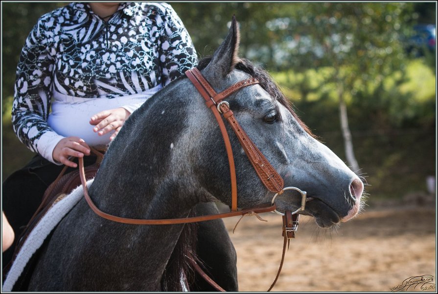 MP Stable40